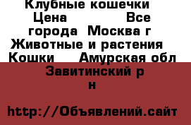 Клубные кошечки › Цена ­ 10 000 - Все города, Москва г. Животные и растения » Кошки   . Амурская обл.,Завитинский р-н